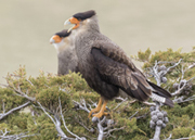 crested caracara